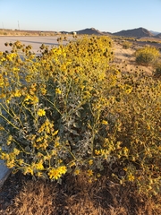 Encelia farinosa