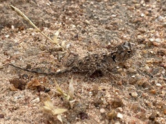 Agama aculeata distanti
