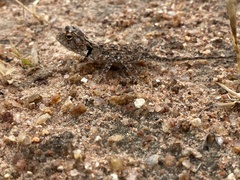 Agama aculeata distanti