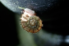 Plectotropis gerlachi