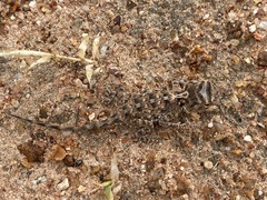 Agama aculeata distanti