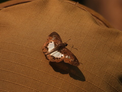 Seseria strigata
