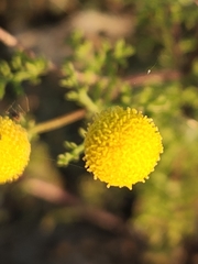 Oncosiphon pilulifer