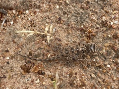 Agama aculeata distanti