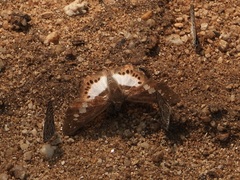 Seseria strigata