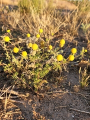 Oncosiphon pilulifer