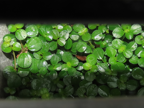 Pilea depressa, photograph 4
