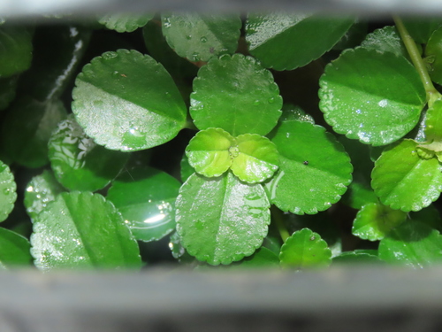 Pilea depressa, photograph 2