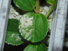 Pilea depressa