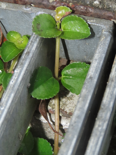 Image of Pilea depressa by (c) chiuluan, some rights reserved (CC BY)