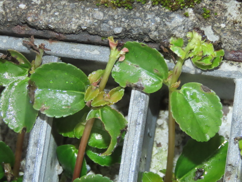 Pilea depressa, photograph 5