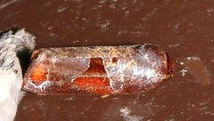 Anacrusis turrialbae