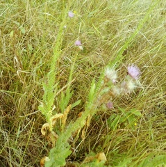 Cirsium alatum