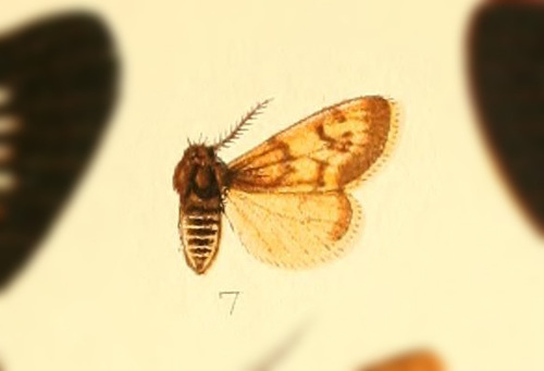 Andesobia flavata