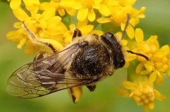 Colletes simulans