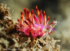 Coryphellina lotos