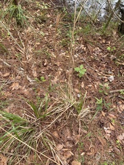 Rhynchospora megalocarpa