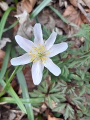 Anemonoides nemorosa