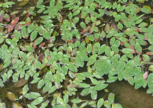 Longleaf Pondweed