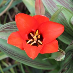 Tulipa greigii