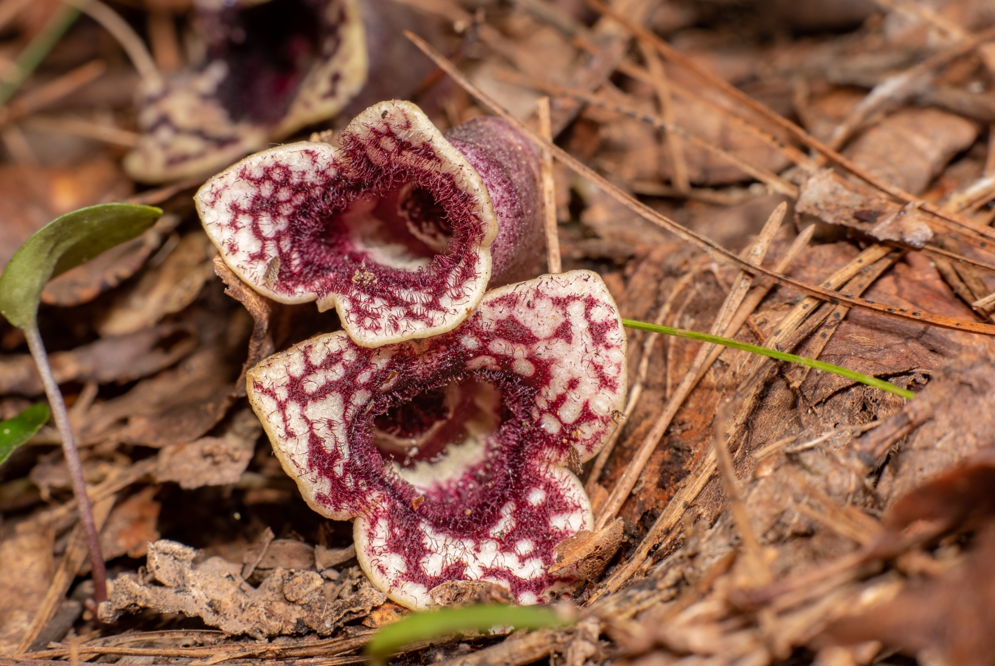 Asarum