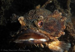 Batrachomoeus dubius