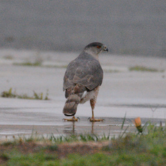 Accipiter cooperii