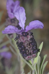 Lavandula stoechas stoechas