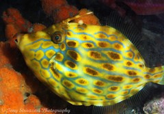 Eubalichthys mosaicus