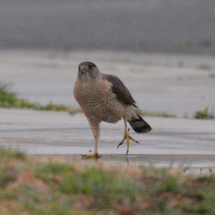 Accipiter cooperii