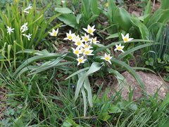 Tulipa bifloriformis