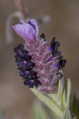Lavandula stoechas stoechas