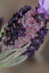 Lavandula stoechas stoechas