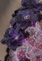 Lavandula stoechas stoechas