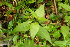 Eupatorium formosanum