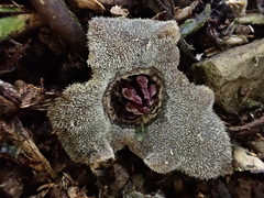 Asarum albomaculatum