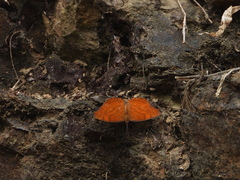 Ariadne ariadne