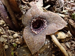 Asarum albomaculatum