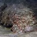 Whitley's Cuttlefish - Photo (c) Tony Strazzari, some rights reserved (CC BY-NC), uploaded by Tony Strazzari