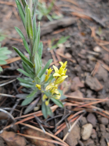 iNaturalist observation photo of Mustard Flower Rust