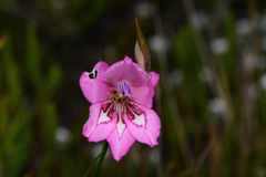 Gladiolus ornatus