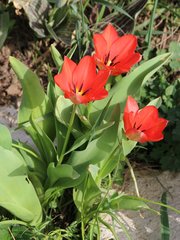 Tulipa fosteriana