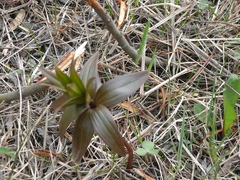 Fritillaria camschatcensis