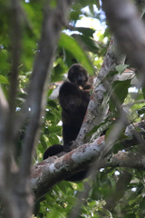 Sapajus robustus