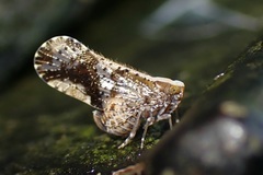 Eucarpiini