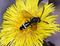 Sapyga martinii