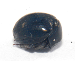 Germarostes globosus