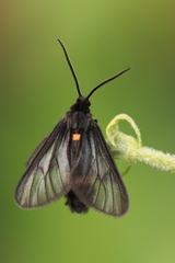 Psichotoe duvaucelii