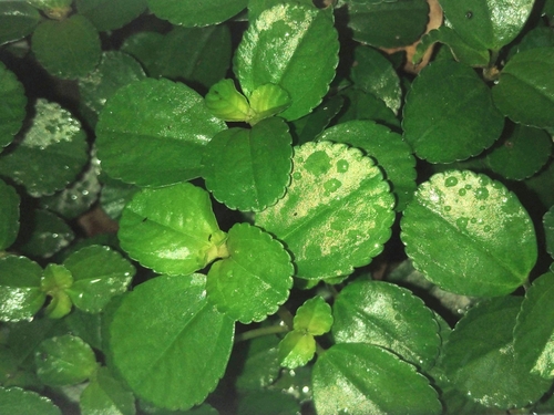 Pilea depressa, photograph 1
