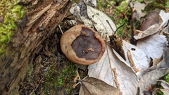 Gyromitra parma
